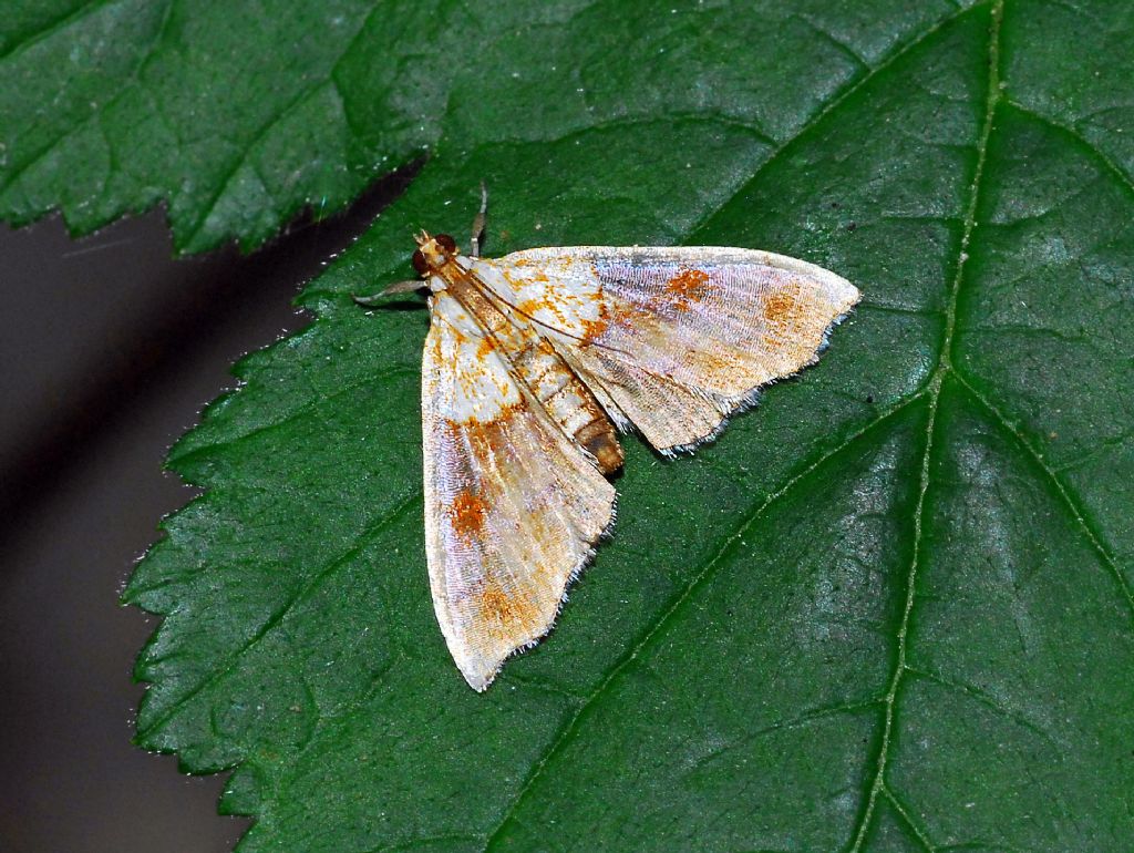 Agrotera nemoralis (Crambidae)